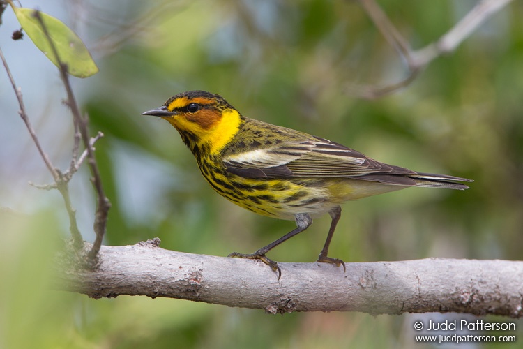 Cape May Warbler, Dry Tortugas National Park, Florida, United States