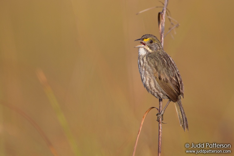 Seaside Sparrow, Everglades National Park, Miami-Dade County, Florida, United States