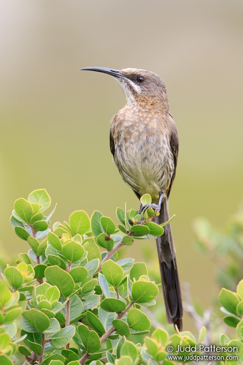 Cape Sugarbird, Rooi-Els, Western Cape, South Africa