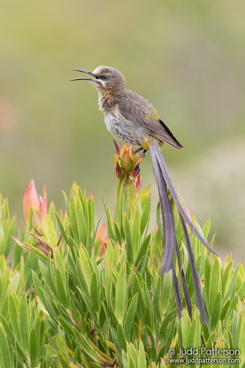 Cape Sugarbird, Rooi-Els, South Africa