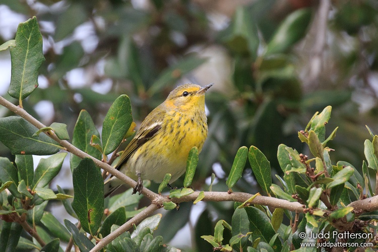 Cape May Warbler, Deering Estate, Miami-Dade County, Florida, United States