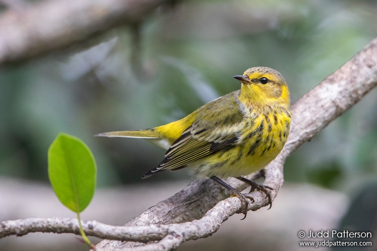 Cape May Warbler, Highland Oaks Park, Miami-Dade County, Florida, United States
