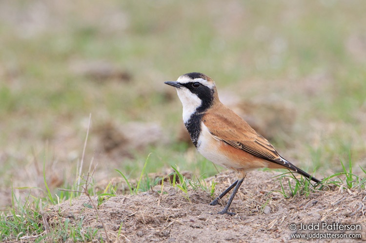 Capped Wheatear, Western Cape, South Africa
