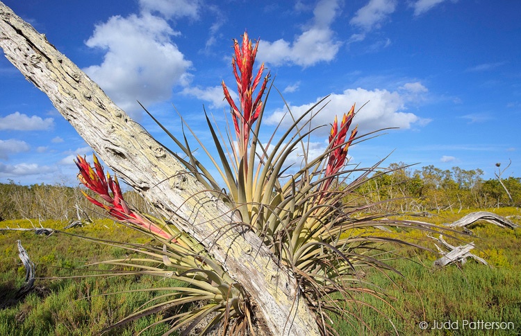 Cardinal Airplant in Saltmarsh, Everglades National Park, Florida, United States