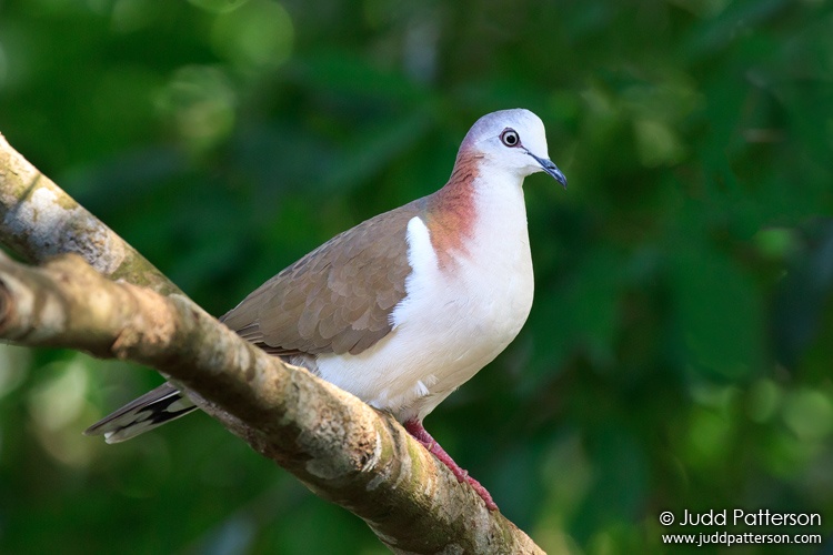 Caribbean Dove, Rocklands Bird Sanctuary, Jamaica