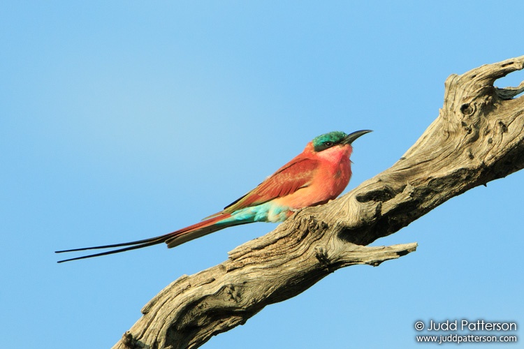 Southern Carmine Bee-eater, Chobe National Park, Botswana