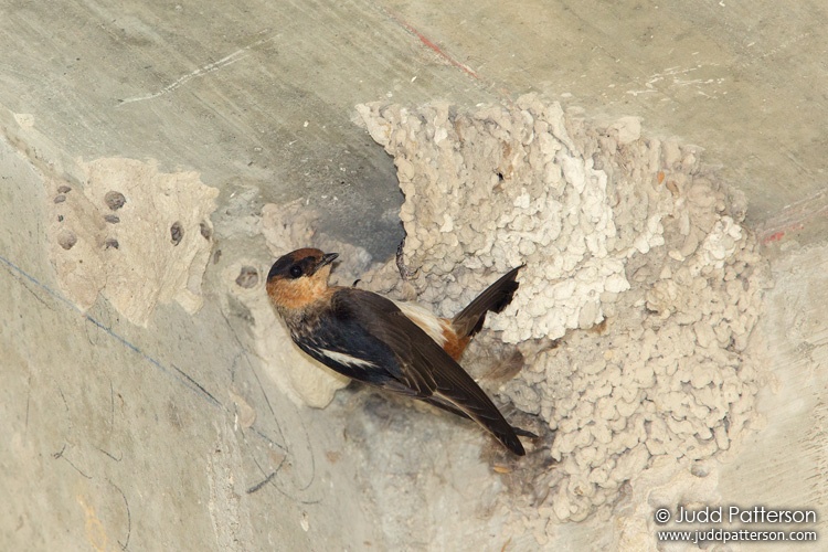 Cave Swallow, Miami-Dade County, Florida, United States