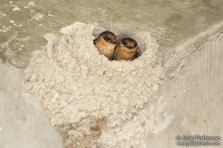 Cave Swallow, Miami-Dade County, Florida, United States