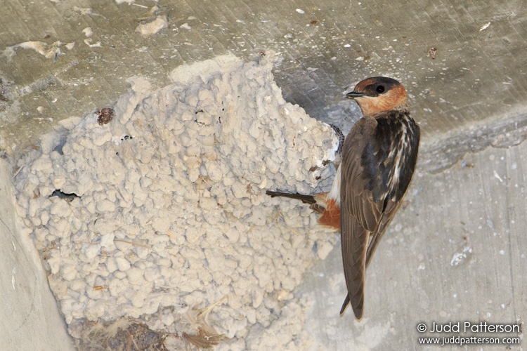 Cave Swallow, Cutler Bay, Florida, United States