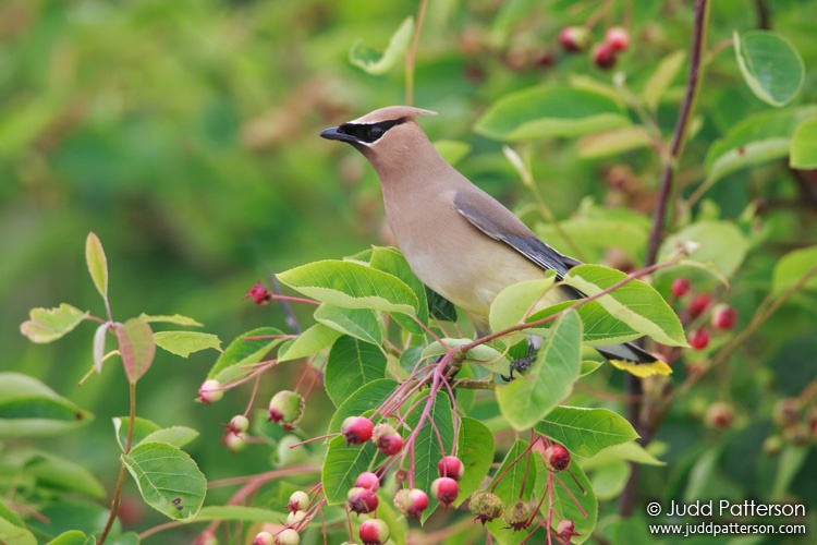 Cedar Waxwing, Nassau County, New York, United States