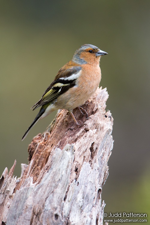 Common Chaffinch, Fiordland National Park, New Zealand