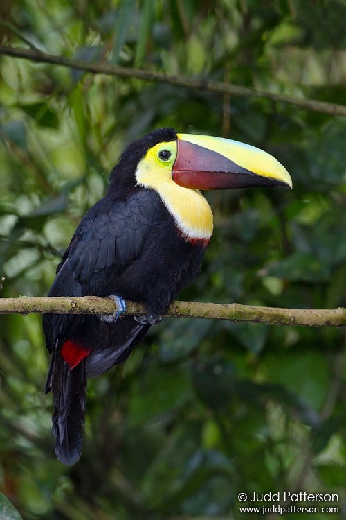 Chestnut-mandibled Toucan, La Paz Waterfall Gardens, Alajuela, Costa Rica