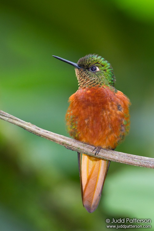 Chestnut-breasted Coronet, Guango Lodge, Ecuador