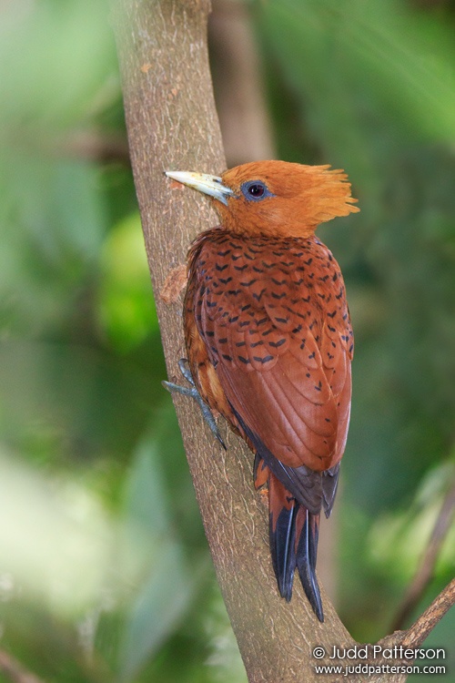 Chestnut-colored Woodpecker, Pico Bonito Lodge, Honduras