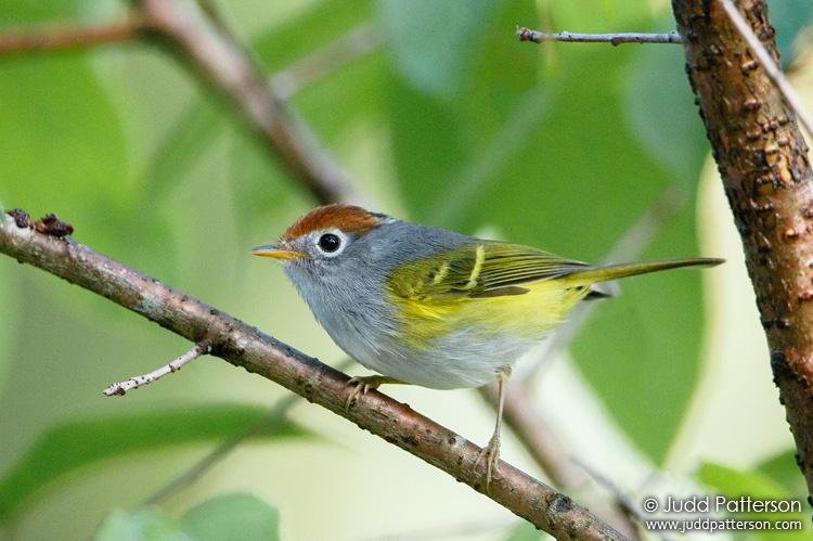 Chestnut-crowned Warbler, Doi Inthanon National Park, Chiang Mai, Thailand