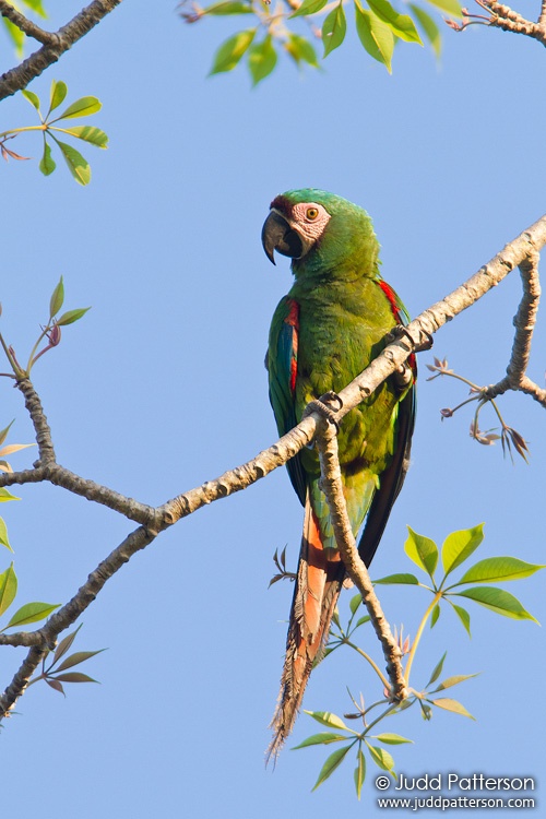 Chestnut-fronted Macaw, Matheson Hammock Park, Miami, Florida, United States