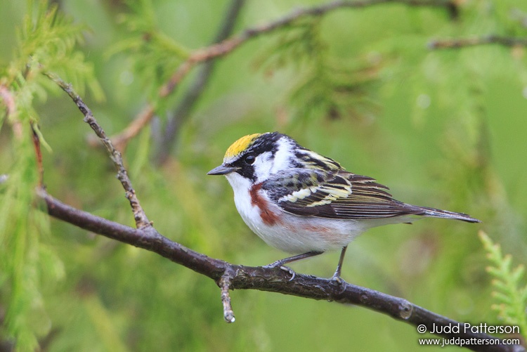 Chestnut-sided Warbler, Piscataquis County, Maine, United States