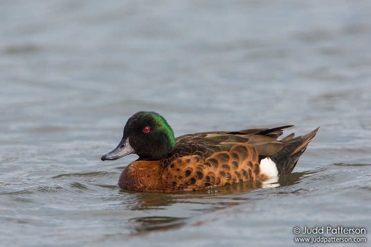 Chestnut Teal, New South Wales, Australia