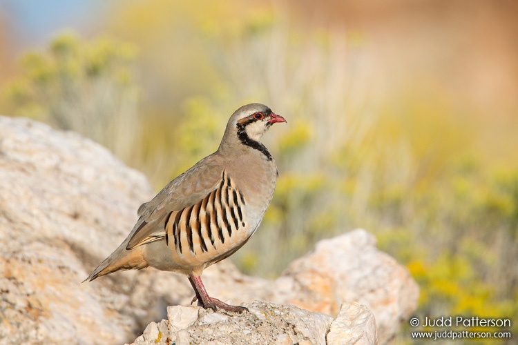 Chukar, Antelope Island State Park, Utah, United States