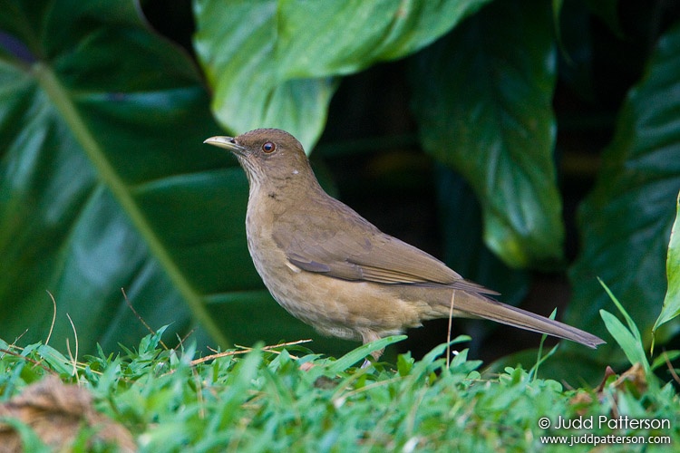 Clay-colored Thrush, Hotel Bougainvillea, Heredia, Costa Rica