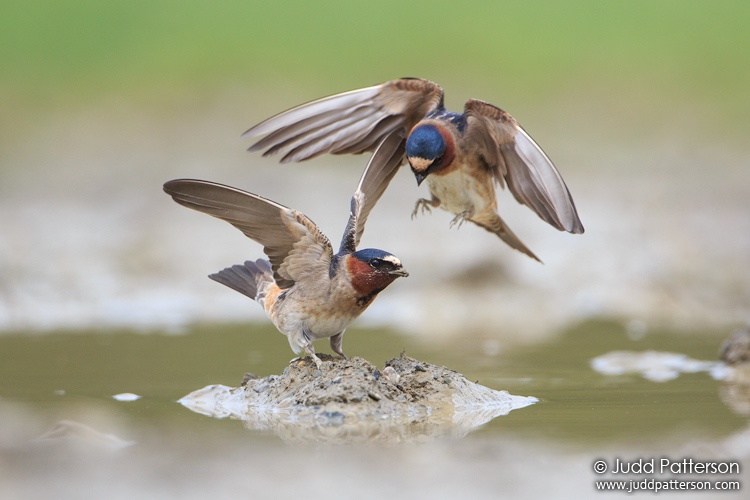 Cliff Swallow, Kokadjo, Maine, United States