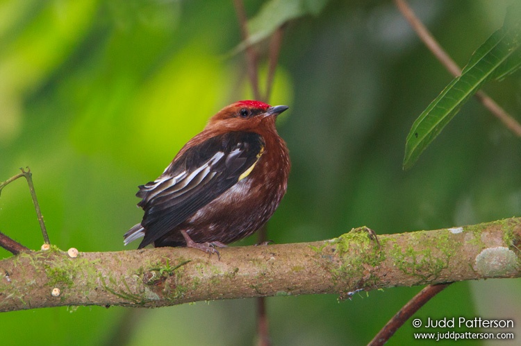 Club-winged Manakin, Milpe Bird Sanctuary, Ecuador