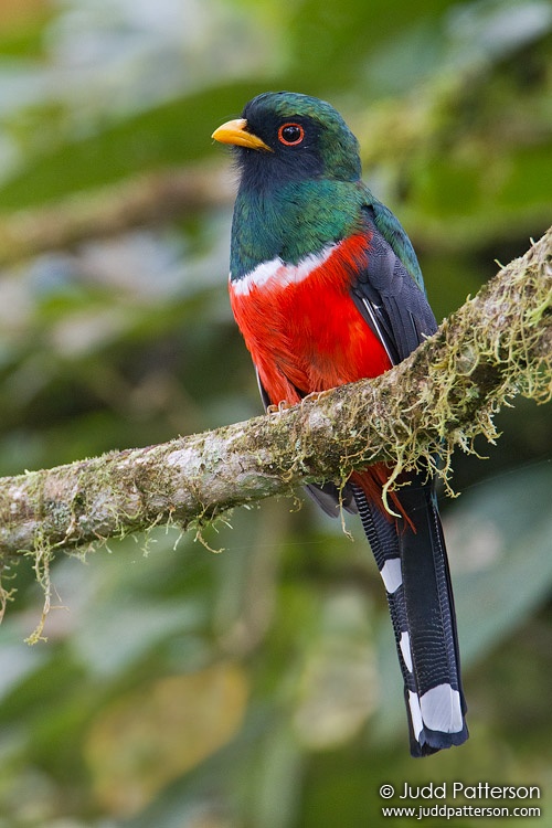 Masked Trogon, Mindo Loma Lodge, Ecuador