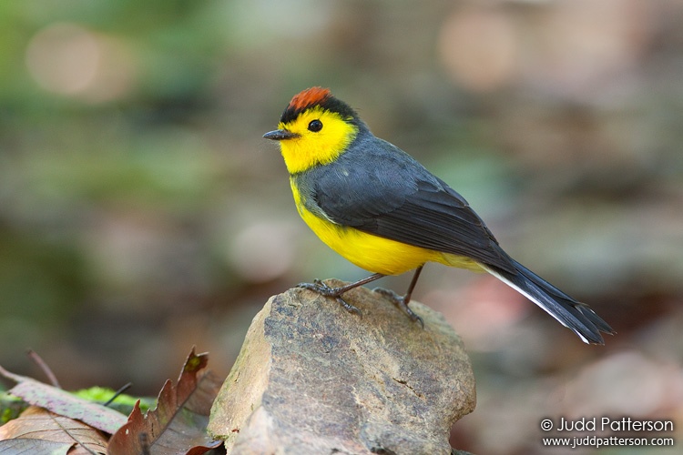 Collared Redstart, Savegre Mountain Lodge, Cartago, Costa Rica