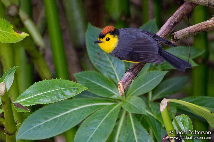 Collared Redstart, Savegre Mountain Lodge, Cartago, Costa Rica