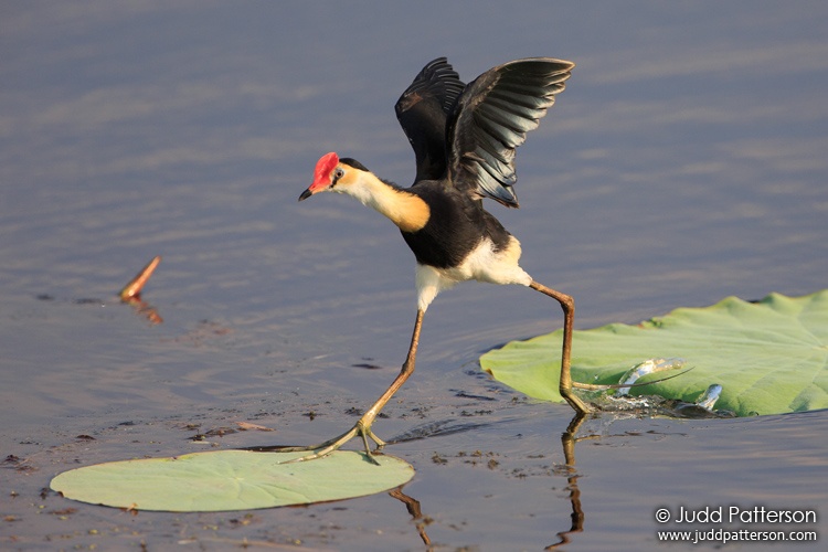 Comb-crested Jacana, Fogg Dam, Northern Territory, Australia