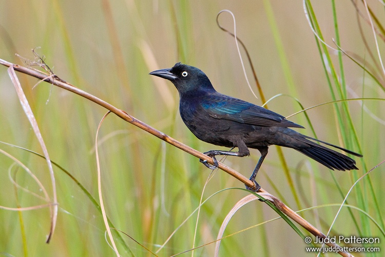 Common Grackle, Everglades National Park, Florida, United States