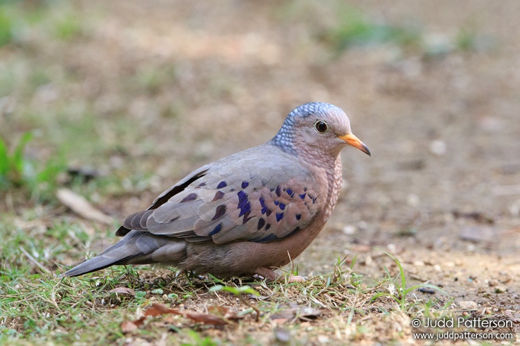 Common Ground-Dove, Rocklands Bird Sanctuary, Jamaica