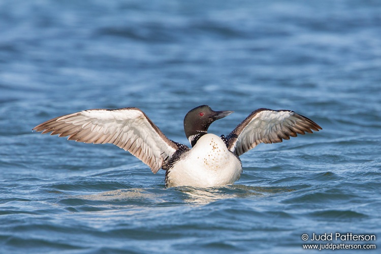 Common Loon, Orient Point State Park, Suffolk County, New York, United States