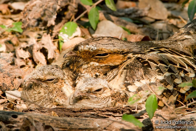 Common Pauraque, Estero Llano Grande State Park, Texas, United States