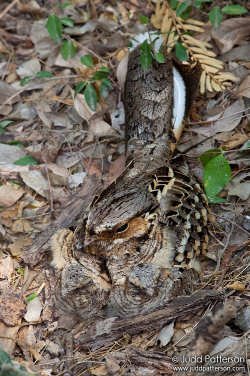 Common Pauraque, Estero Llano Grande State Park, Texas, United States