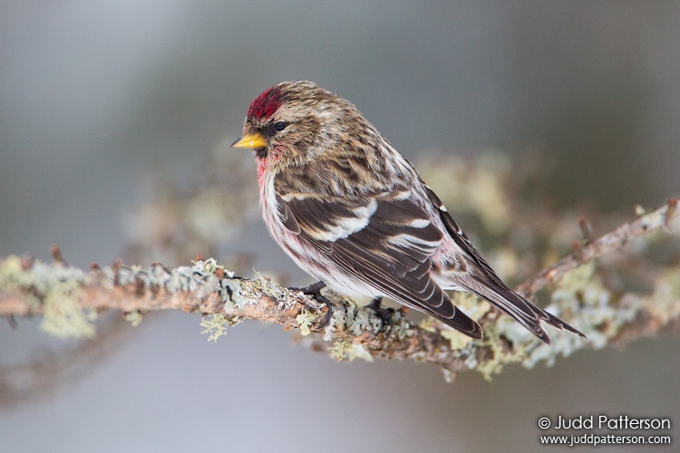 Common Redpoll, Sax-Zim Bog, Minnesota, United States