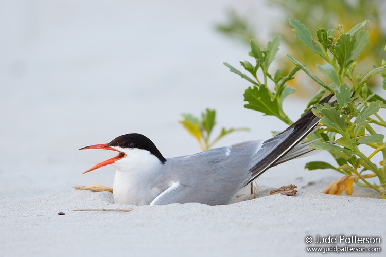 Common Tern, Nickerson Beach, New York, United States