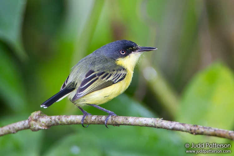 Common Tody-Flycatcher, La Selva Biological Station, Heredia, Costa Rica
