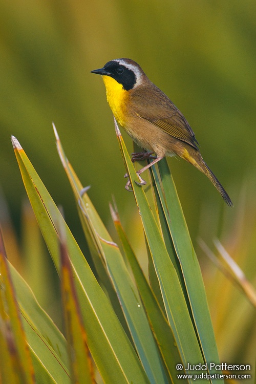 Common Yellowthroat, Kissimmee Prairie Preserve State Park, Florida, United States