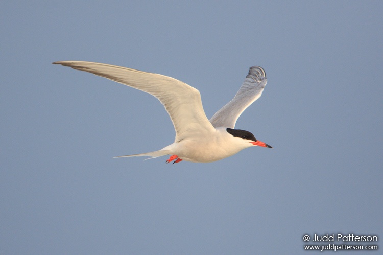 Common Tern, Nickerson Beach, Nassau County, New York, United States