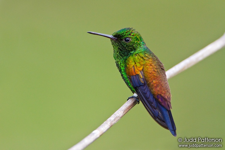 Copper-rumped Hummingbird, Asa Wright Nature Center, Trinidad, Trinidad and Tobago