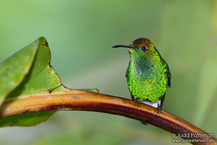Coppery-headed Emerald, Catarata del Toro, Alajuela, Costa Rica