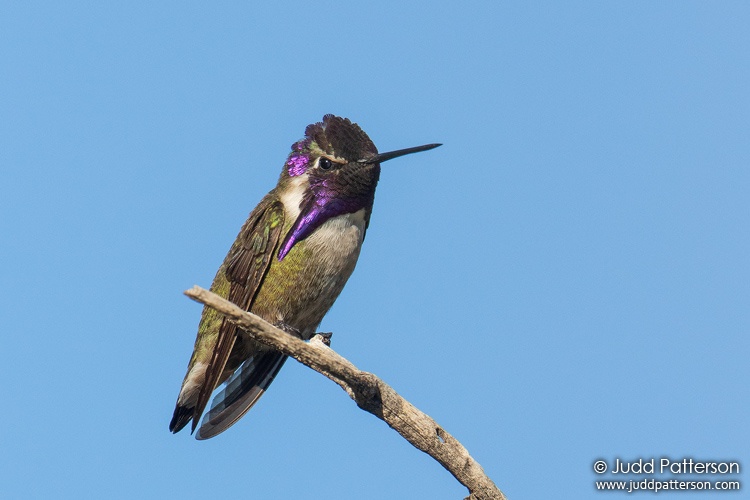 Costa's Hummingbird, South Mountain Park, Phoenix, Arizona, United States