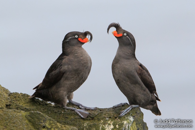 Crested Auklet, St. Paul Island, Alaska, United States