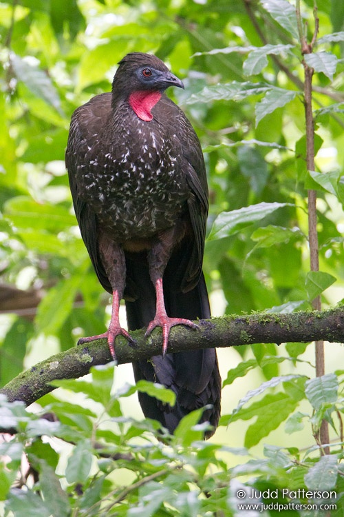 Crested Guan, Arenal Observatory Lodge, Alajuela, Costa Rica