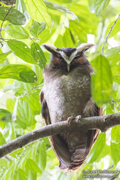 Crested Owl, Pico Bonito National Park, Honduras