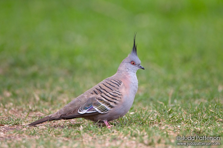 Crested Pigeon, Wollongong Botanic Garden, New South Wales, Australia