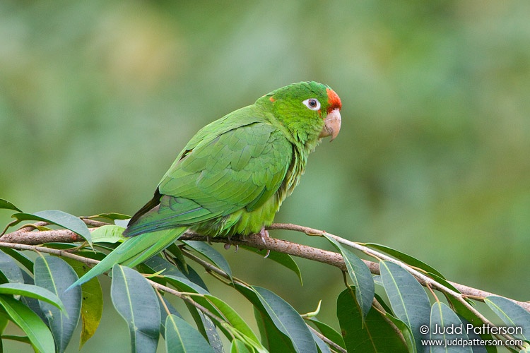 Crimson-fronted Parakeet, La Paz Waterfall Gardens, Alajuela, Costa Rica