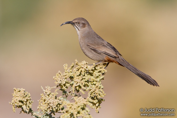 Crissal Thrasher, Henderson Bird Viewing Preserve, Nevada, United States