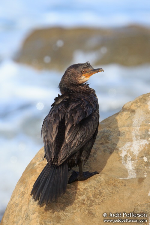 Crowned Cormorant, Table Mountain National Park, South Africa